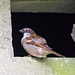 Sparrow (5)