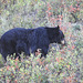 Black Bear searching for berries