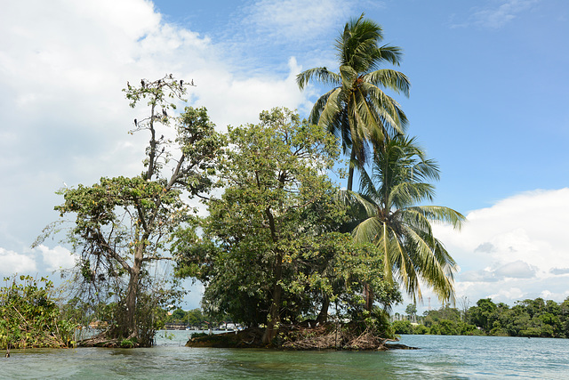 Guatemala, Trees with Nesting of Egrets and Cormorants in the Middle of Rio Dulce