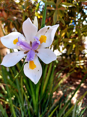 Iris in my garden
