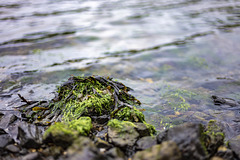 Seaweed (05.07.2018)