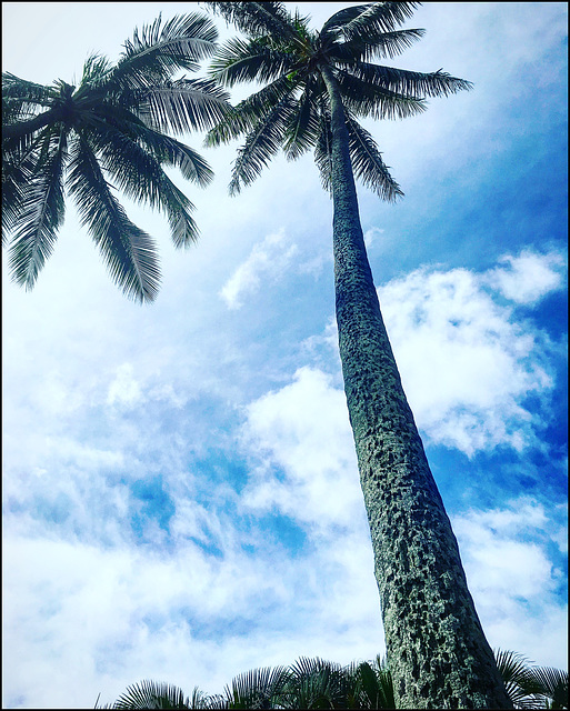 clouds & palms