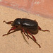 Beetle IMG_6551