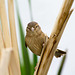 Sparrow (7)