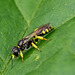 Wasp Impersonator