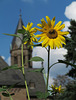 Sonnenblume am Kloster Saarn