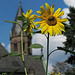 Sonnenblume am Kloster Saarn