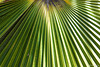 im Palmetum von von Santa Cruz  (© Buelipix)