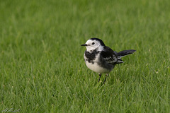 Pied Wagtail (adult)