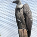 20190901 5600CPw [D~VR] Weißrückengeier, Vogelpark Marlow