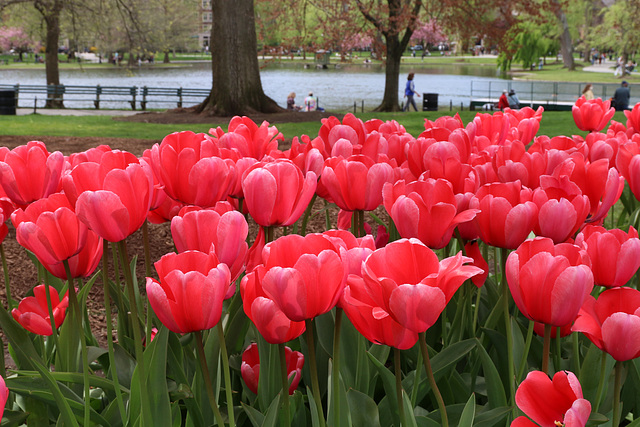 Giant pink tulips