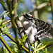 Woodpecker grasping tree branch