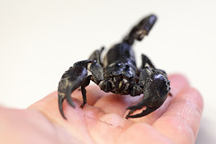 Skorpion auf meiner Hand (Wilhelma)