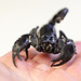 Skorpion auf meiner Hand (Wilhelma)