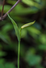 Cleistesiopsis bifaria (Upland Spreading Pogonia)