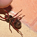 Beetle IMG_6556