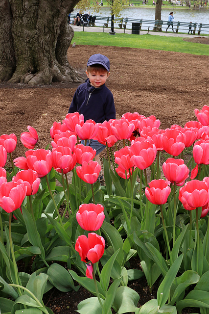 Admiring the tulips