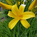 (148/365) Abends im Garten ... gelbe Taglilie