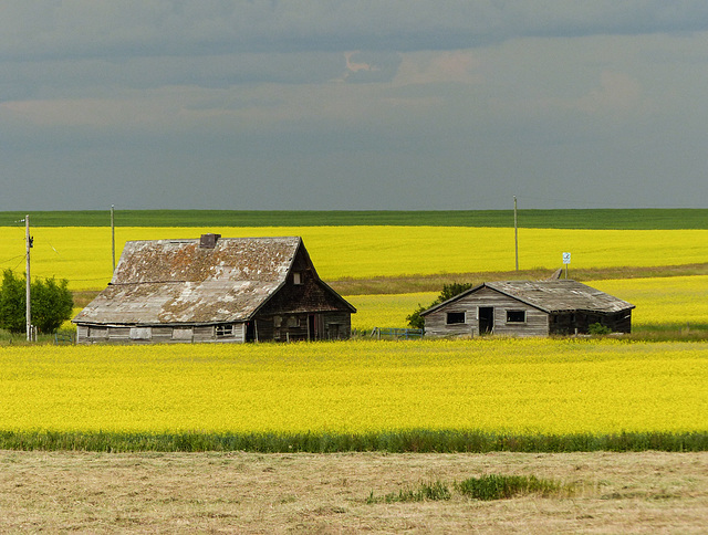 I LOVE Canola