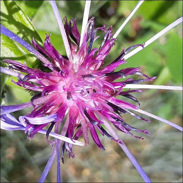 Spiky mountain flower.