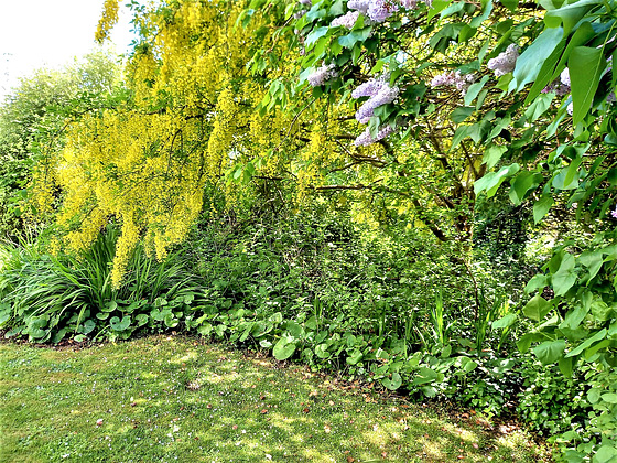 The laburnum is coming out now, as well as the lilac