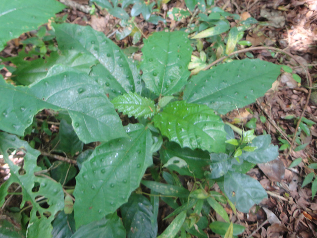 DSC01422 - urtigão Urera baccifera, Urticaceae