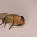 Fly IMG_2189