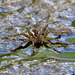 Spotted fishing spider (Dolomedes triton)