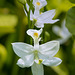 Calopogon tuberosus forma albiflorus (Common Grass-pink orchid - white form)