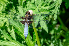 Broad-bodied Chaser-DSA 7105-2