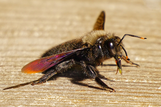 Gestatten: Blaue Holzbiene, Geschlecht männlich - Allow me: Violet carpenter bee, sex male