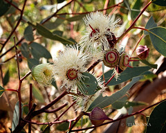 Eucalyptus flowers