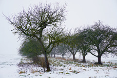 Obstgarten - Orchard