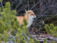 Red Fox in a mountain location