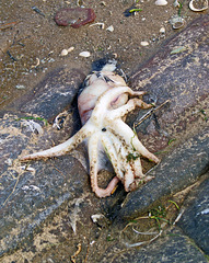 Squid Stranded at Little Eye Hilbre 26 Aug 2015