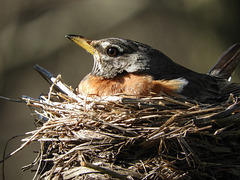 American Robin, Pt Pelee, Ontario