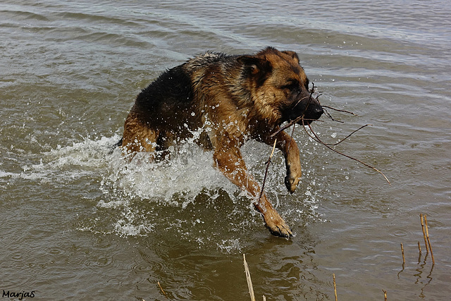 Pim vindt een stok in het water
