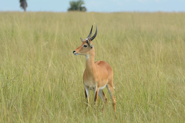 Uganda, Young Male Impala at Murchison Falls National Park
