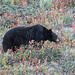 Black Bear feeding on berries