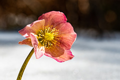 Snow Lily