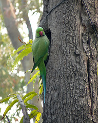Delhi- Parakeet