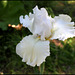 Iris blanc 3 (4)