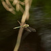 Falkenlibelle (Cordulia aenea)