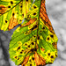 BESANCON: Une feuille de marronnier (Aesculus hippocastanum).
