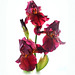 Iris rouge cuivré