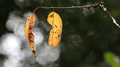 Feuilles d'automne en lumière