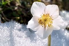 Snow Lily