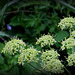 Berce sphondyle - Heracleum sphondylium