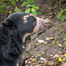 Spectacled bear (2)