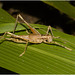 IMG 7350 Grasshopper